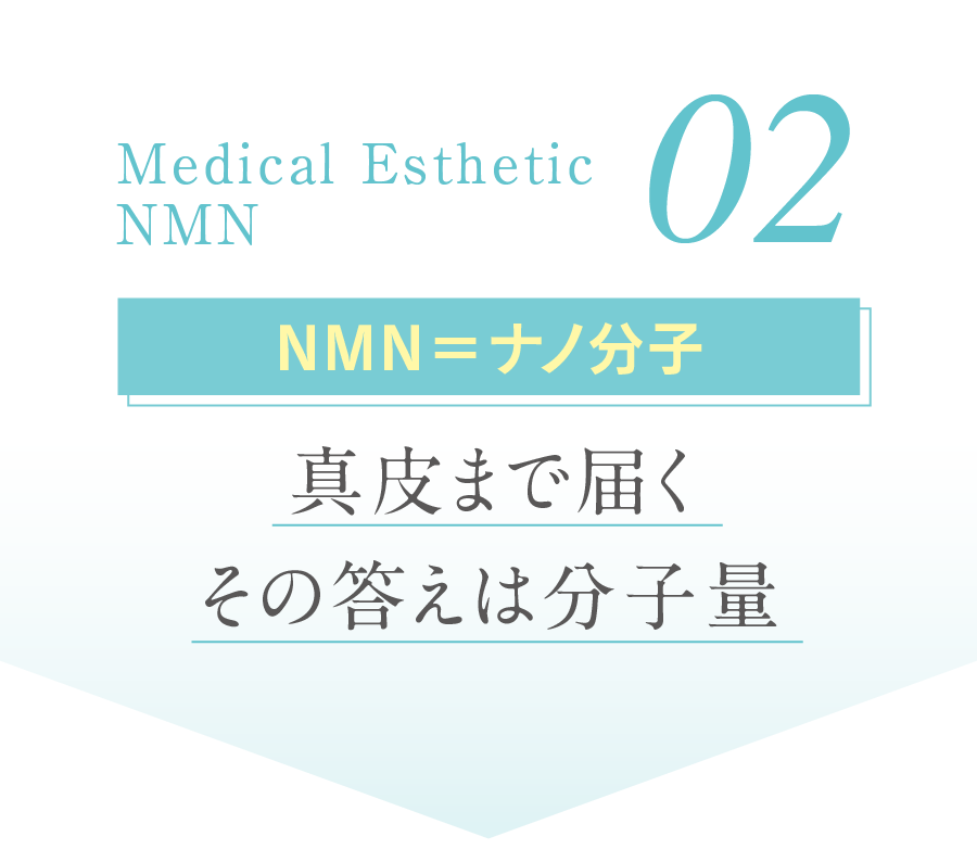 02 NMN＝ナノ分子 真皮まで届くその答えは分子量